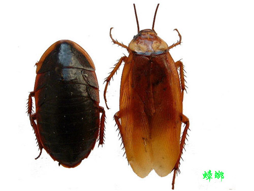 蟑螂防治 蟑螂防治